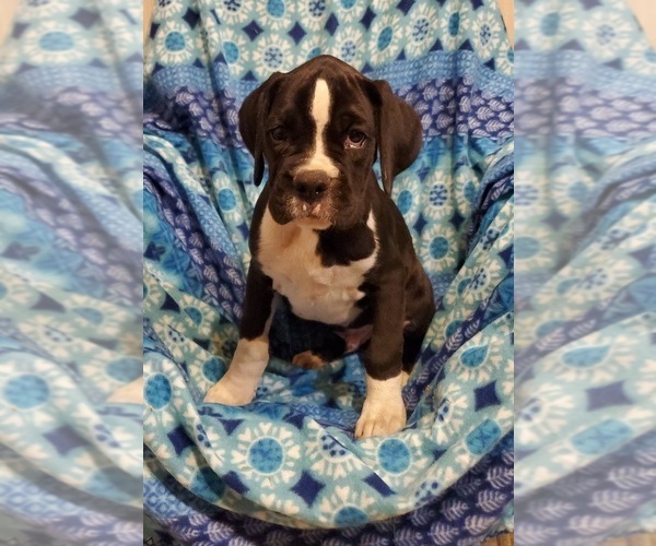 Medium Photo #5 Boxer Puppy For Sale in PINE CITY, MN, USA