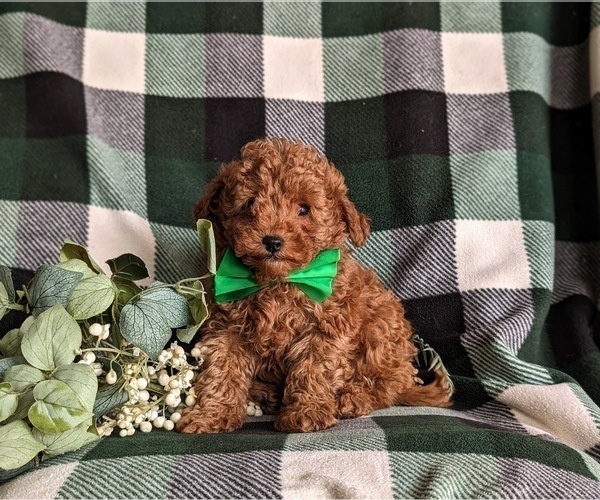 Medium Photo #6 Poodle (Toy) Puppy For Sale in LINCOLN UNIVERSITY, PA, USA