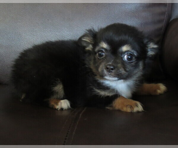 Medium Photo #5 Chihuahua Puppy For Sale in HAYES, VA, USA