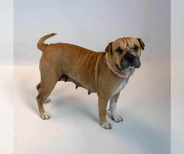 Medium Photo #6 Mutt Puppy For Sale in Kennesaw, GA, USA