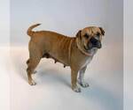 Small #5 Mutt