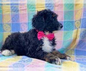 Bernedoodle Puppy for sale in LANCASTER, PA, USA