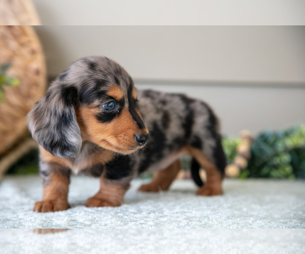Medium Photo #14 Dachshund Puppy For Sale in WILLARD, OH, USA