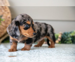 Small Photo #14 Dachshund Puppy For Sale in WILLARD, OH, USA
