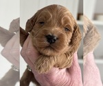 Small Photo #10 Cockapoo Puppy For Sale in SEBASTIAN, FL, USA
