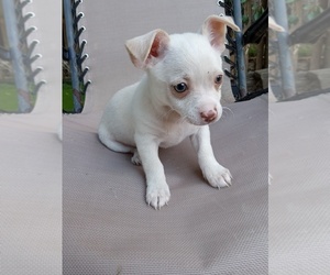 Chihuahua Puppy for sale in CHULA VISTA, CA, USA