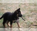 Small #1 German Shepherd Dog