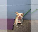 Small #3 Mutt