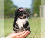 Puppy River AKC Poodle (Miniature)
