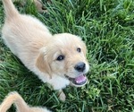 Puppy Steel Golden Retriever