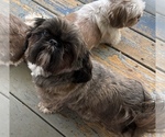 Small Photo #1 Shih Tzu Puppy For Sale in SUTTON, WV, USA