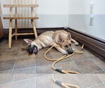 Small #8 German Shepherd Dog Mix