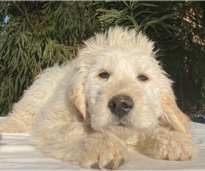 Golden Labrador-Poodle (Standard) Mix Puppy for sale in WEST GROVE, PA, USA