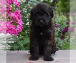 Small #3 Mini Whoodle (Wheaten Terrier/Miniature Poodle)