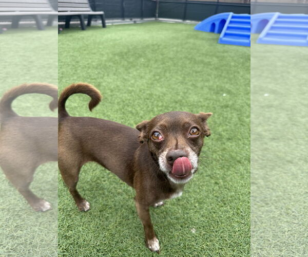 Medium Photo #8 Chihuahua-Unknown Mix Puppy For Sale in San Francisco, CA, USA