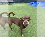 Small #7 Chihuahua Mix