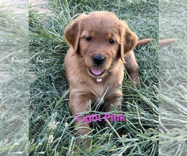 Medium Photo #10 Golden Retriever Puppy For Sale in FRESNO, CA, USA