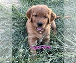 Small #8 Golden Retriever