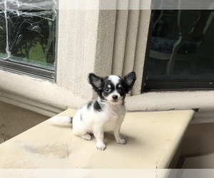 Chihuahua Puppy for Sale in HOUSTON, Texas USA