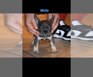 French Bulldog Puppy for sale in NORTHRIDGE, CA, USA