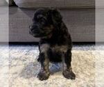 Puppy Thing Australian Mountain Dog