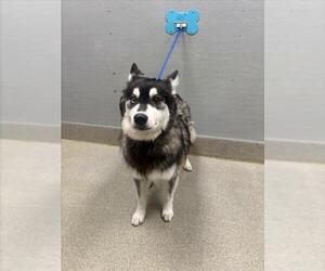 Siberian Husky-Unknown Mix Dogs for adoption in Las Vegas, NV, USA