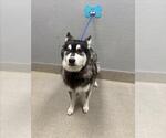 Small Siberian Husky Mix