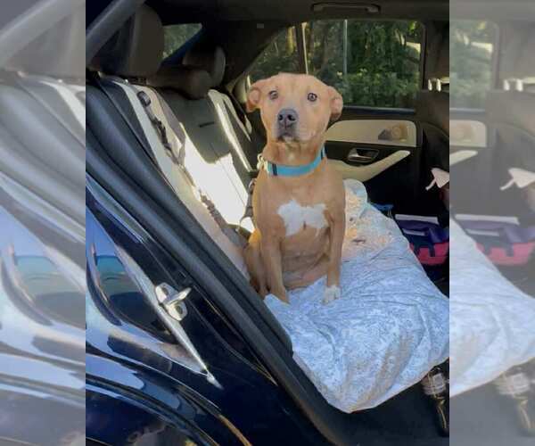 Medium Photo #2 Mutt Puppy For Sale in Shelburne, VT, USA