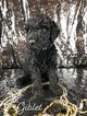 Small Photo #6 Goldendoodle Puppy For Sale in ANDERSON, CA, USA