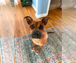 Small #10 Boxer Mix