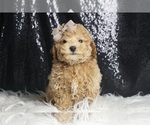 Small Photo #20 Maltipoo Puppy For Sale in WARSAW, IN, USA