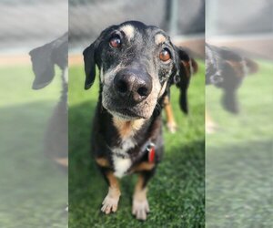 Dachshund-Unknown Mix Dogs for adoption in Phoenix, AZ, USA