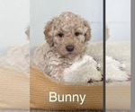 Small Photo #2 Goldendoodle (Miniature) Puppy For Sale in GRESHAM, OR, USA
