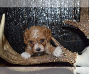 Medium Cavapoo