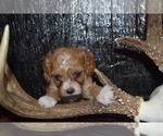 Puppy Tony Cavapoo
