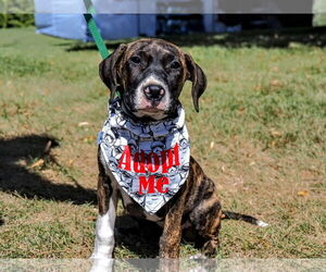 Mutt Dogs for adoption in Fort Collins, CO, USA