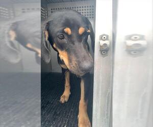 Black and Tan Coonhound-Unknown Mix Dogs for adoption in Corpus Christi, TX, USA
