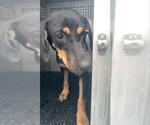 Small Black and Tan Coonhound Mix