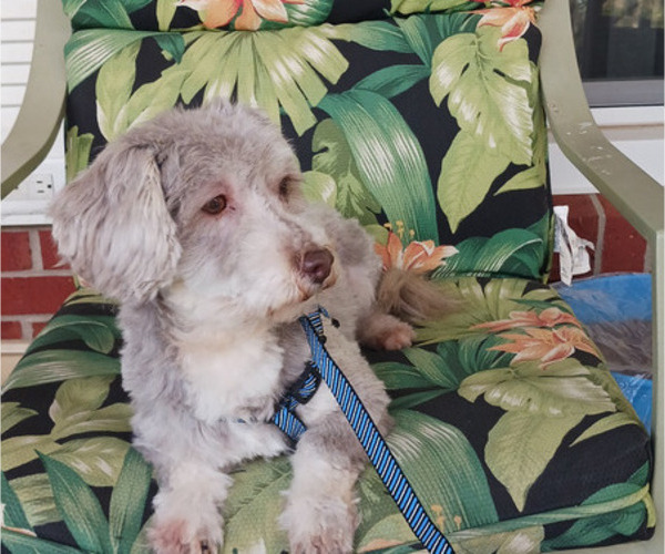 Medium Photo #1 Havanese Puppy For Sale in WINSTON SALEM, NC, USA