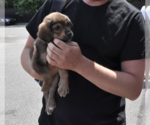 Small #2 Mutt