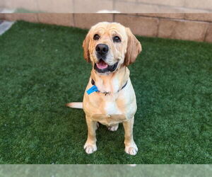 Labrador Retriever Dogs for adoption in Moreno Valley, CA, USA