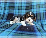 Small #4 Cavalier King Charles Spaniel