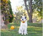 Small Photo #6 Great Pyrenees-Unknown Mix Puppy For Sale in Unionville, PA, USA