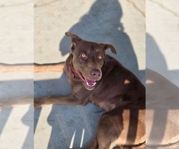 Medium Photo #8 Chocolate Labrador retriever-Unknown Mix Puppy For Sale in Mount Laurel, NJ, USA