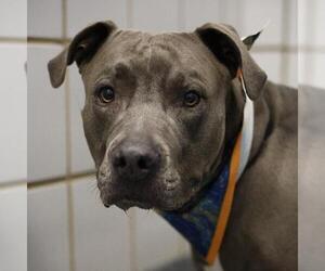 American Staffordshire Terrier-Unknown Mix Dogs for adoption in San Antonio, TX, USA
