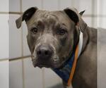 ZEUS - Male American Staffordshire Terrier-Unknown Mix Dog for Adoption - Small photo
