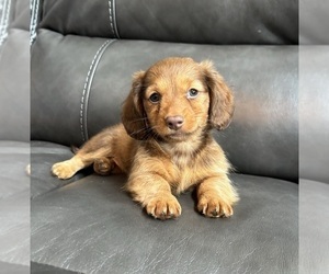 Dachshund Puppy for sale in FRANKLIN, IN, USA