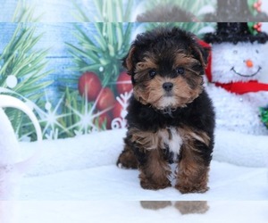 Yorkshire Terrier Puppy for sale in MARIETTA, GA, USA