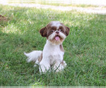 Small #4 Shih Tzu
