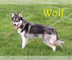 Mother of the Pomsky puppies born on 03/31/2026